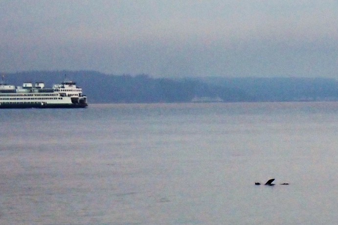 california sea lion.jpg