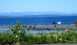 Alki beach on a sunny day